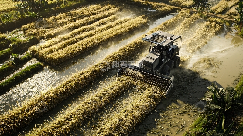 高清大图下载【趣麦麦图】水稻收割