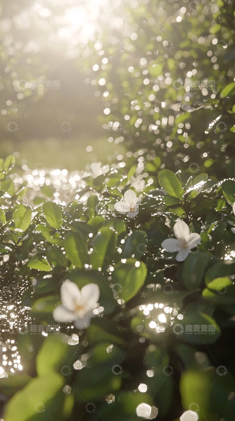 高清大图下载【趣麦麦图】阳光下盛开的白色小花
