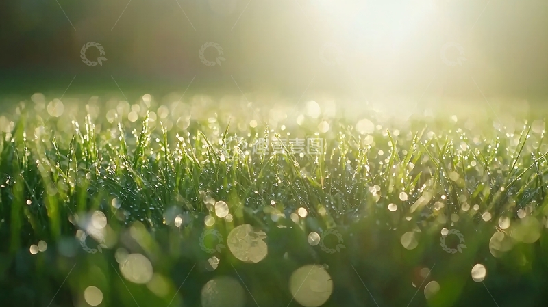 高清大图下载【趣麦麦图】清晨阳光下的露珠草地