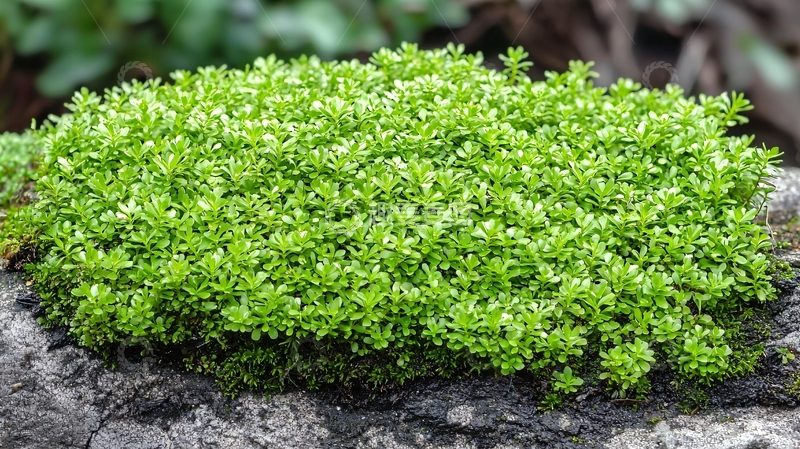 高清大图下载【趣麦麦图】青翠欲滴的苔藓植物