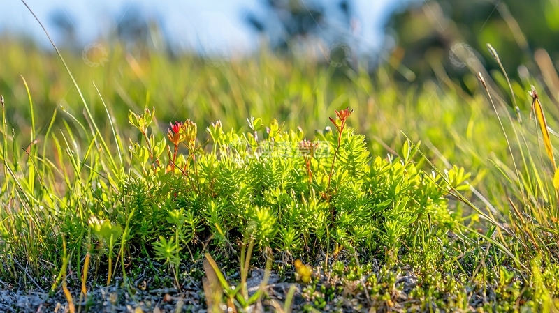 高清大图下载【趣麦麦图】阳光下的苔藓植物