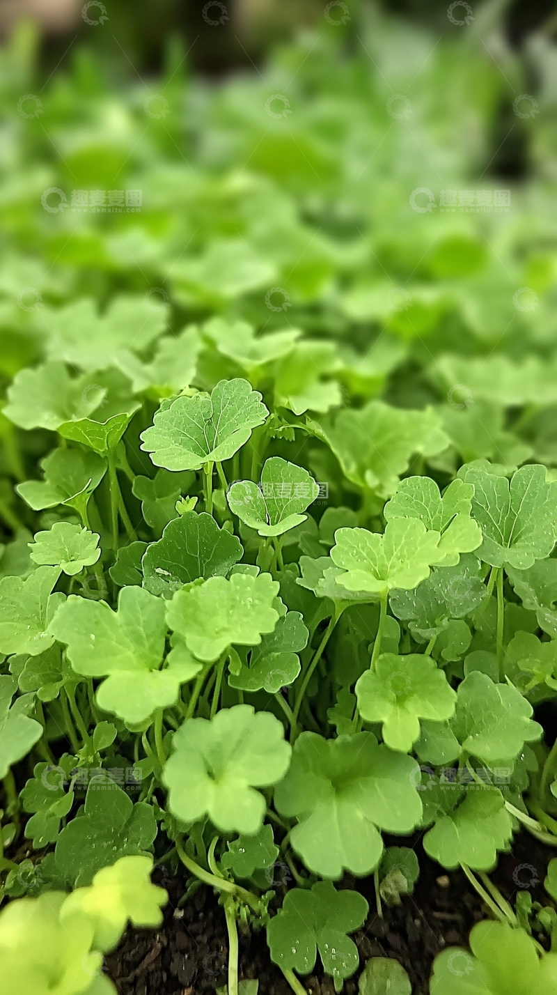 高清大图下载【趣麦麦图】绿油油的酢浆草一大片