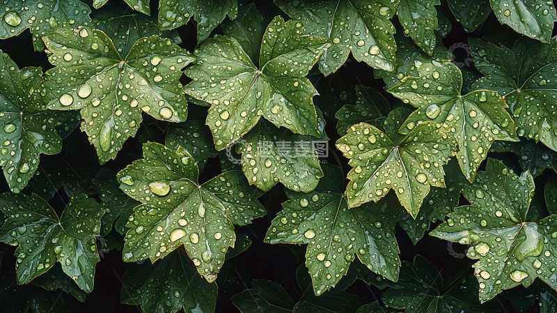 高清大图下载【趣麦麦图】绿叶上的水珠特写