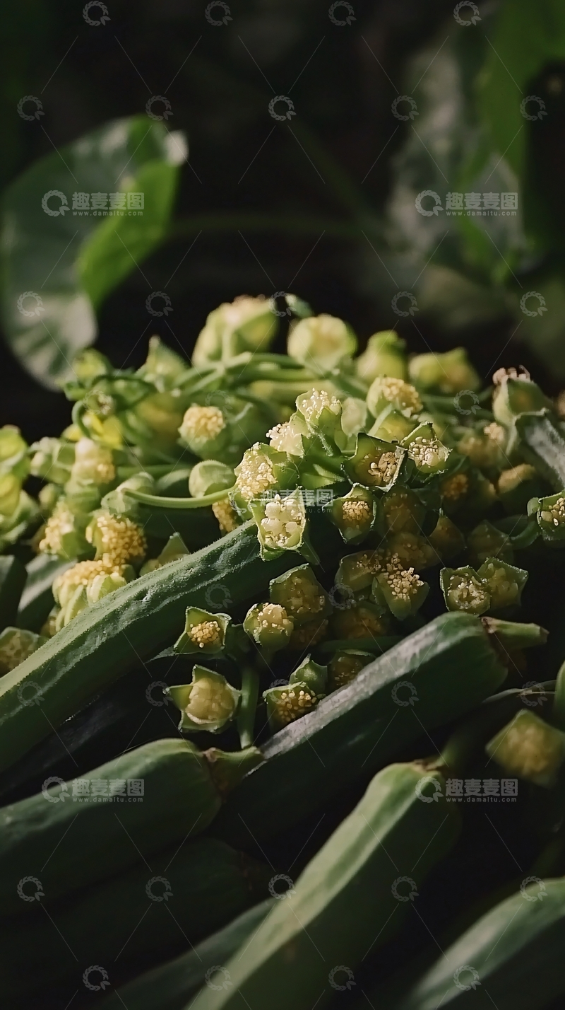 高清大图下载【趣麦麦图】新鲜罗勒花蕾特写