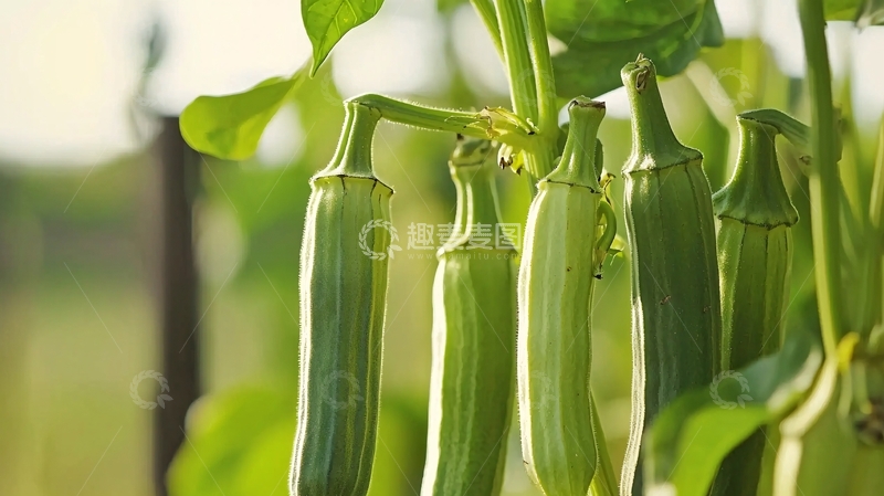 高清大图下载【趣麦麦图】绿色的嫩西葫芦挂在藤蔓上