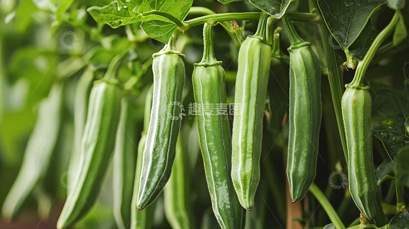 高清大图下载【趣麦麦图】绿色长辣椒