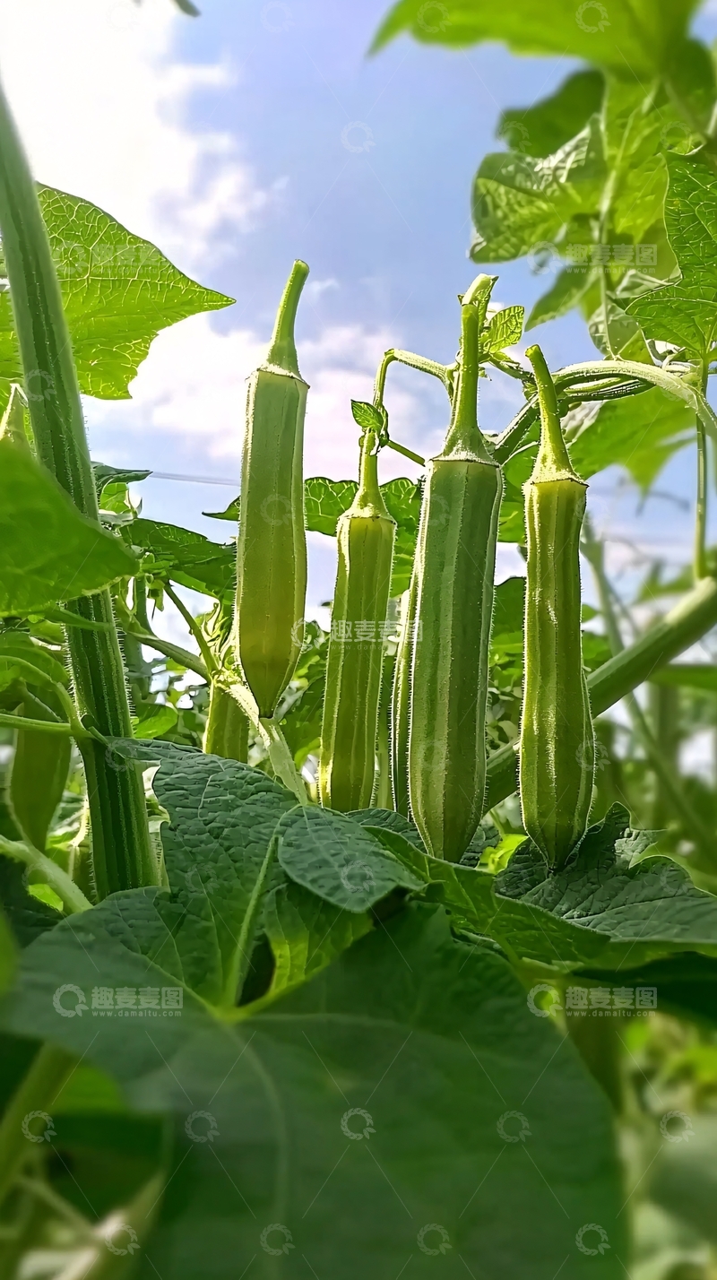 高清大图下载【趣麦麦图】阳光下青绿色的秋葵