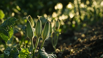 阳光下植物嫩芽特写