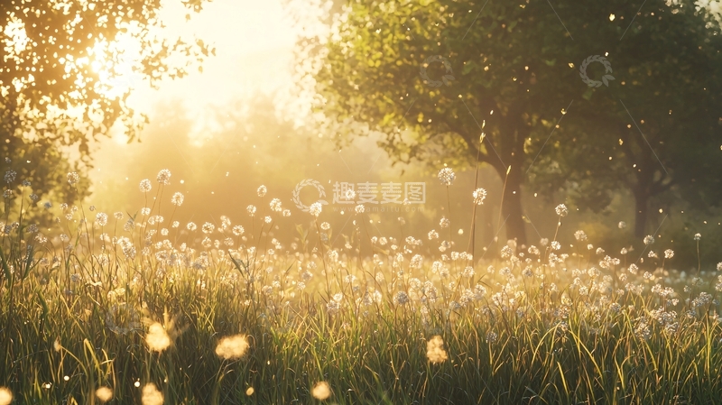高清大图下载【趣麦麦图】阳光洒满草地