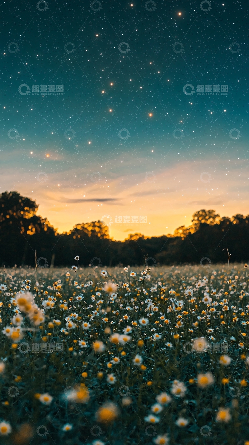 高清大图下载【趣麦麦图】星空下的花海
