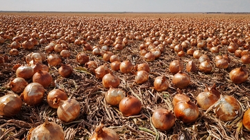 广阔田野里成片的洋葱