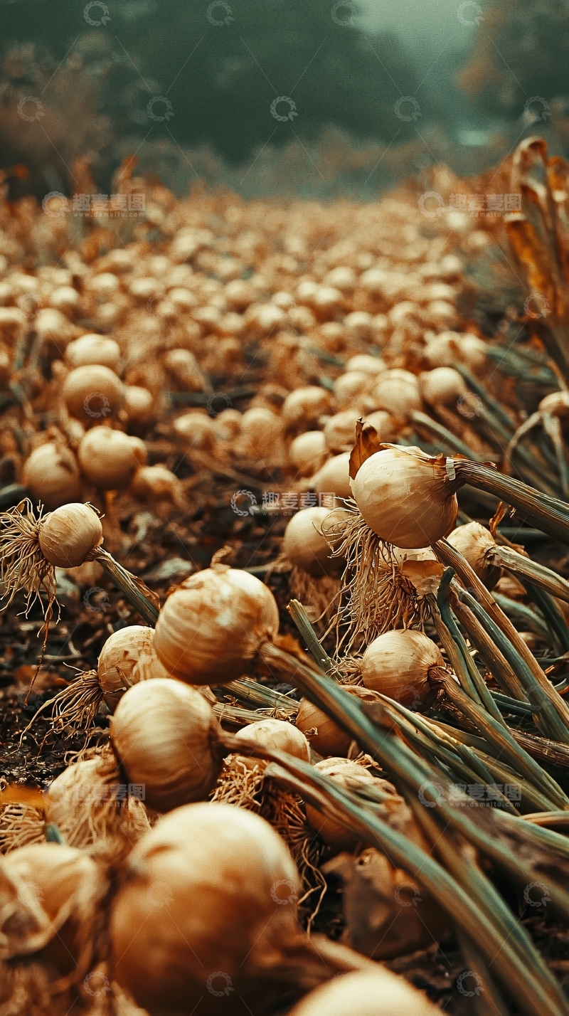 高清大图下载【趣麦麦图】秋收的洋葱田