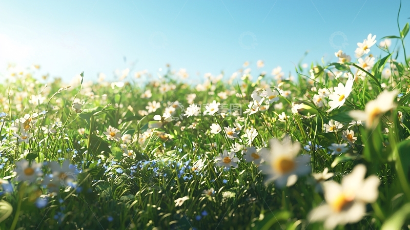 高清大图下载【趣麦麦图】阳光下盛开的白色野花