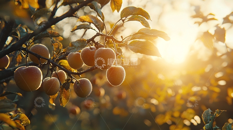 高清大图下载【趣麦麦图】秋日阳光下的苹果树