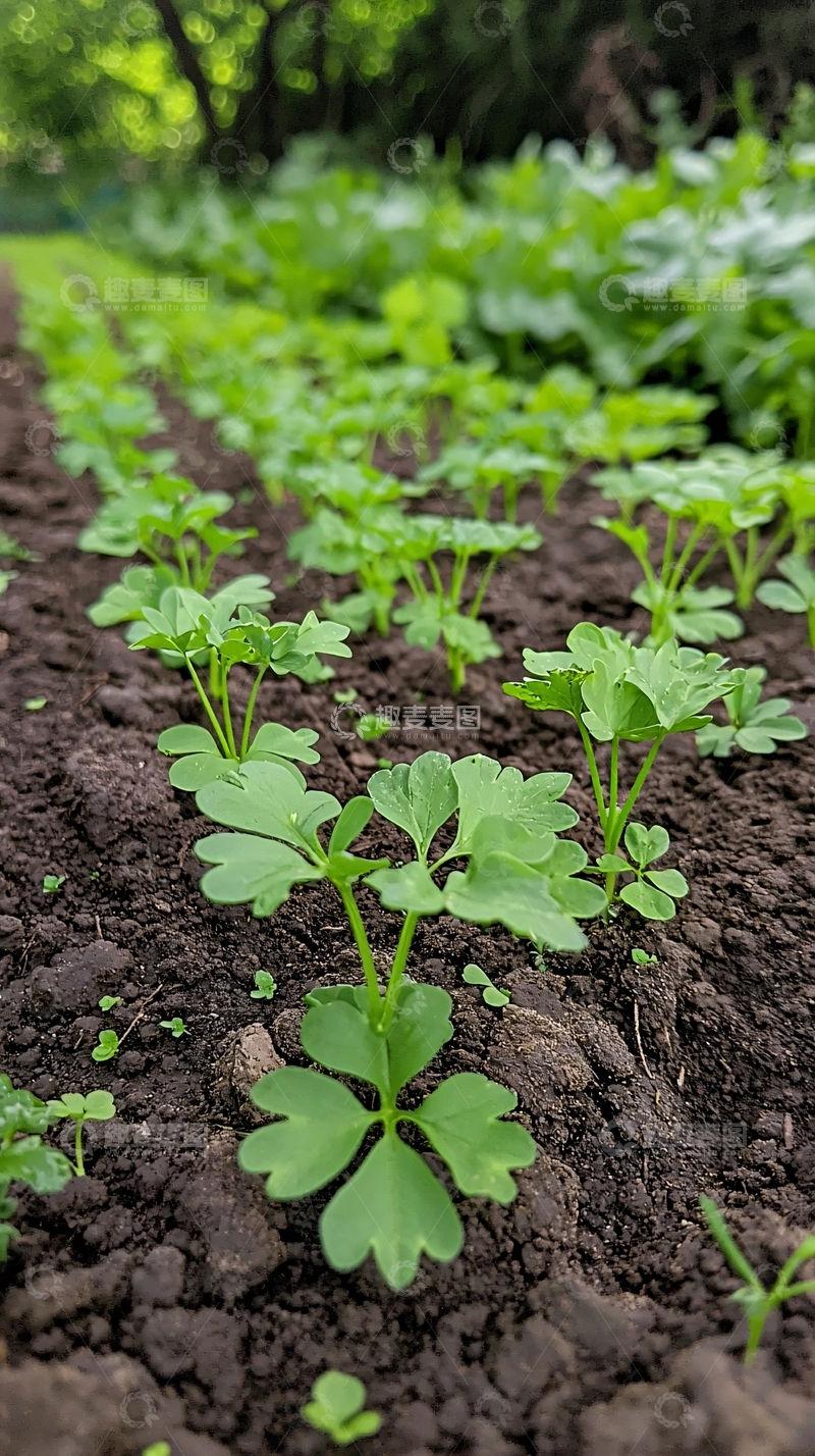 高清大图下载【趣麦麦图】土壤里生长的嫩绿香菜苗
