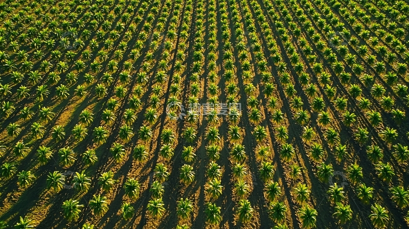 高清大图下载【趣麦麦图】俯瞰整齐的葡萄园