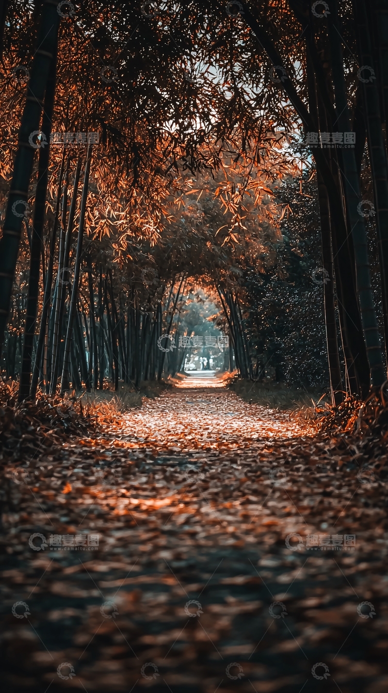 高清大图下载【趣麦麦图】秋日林间小路