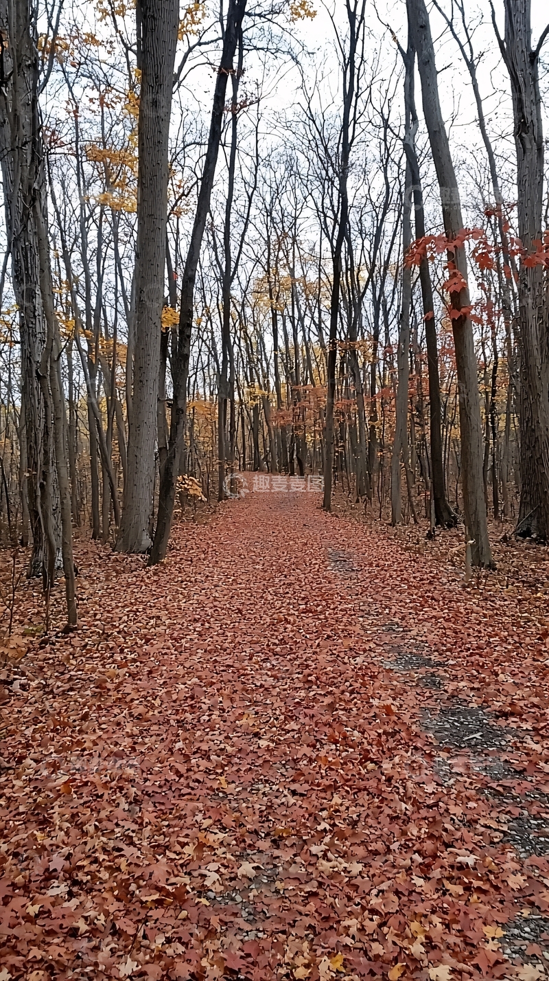高清大图下载【趣麦麦图】秋日森林小路落叶