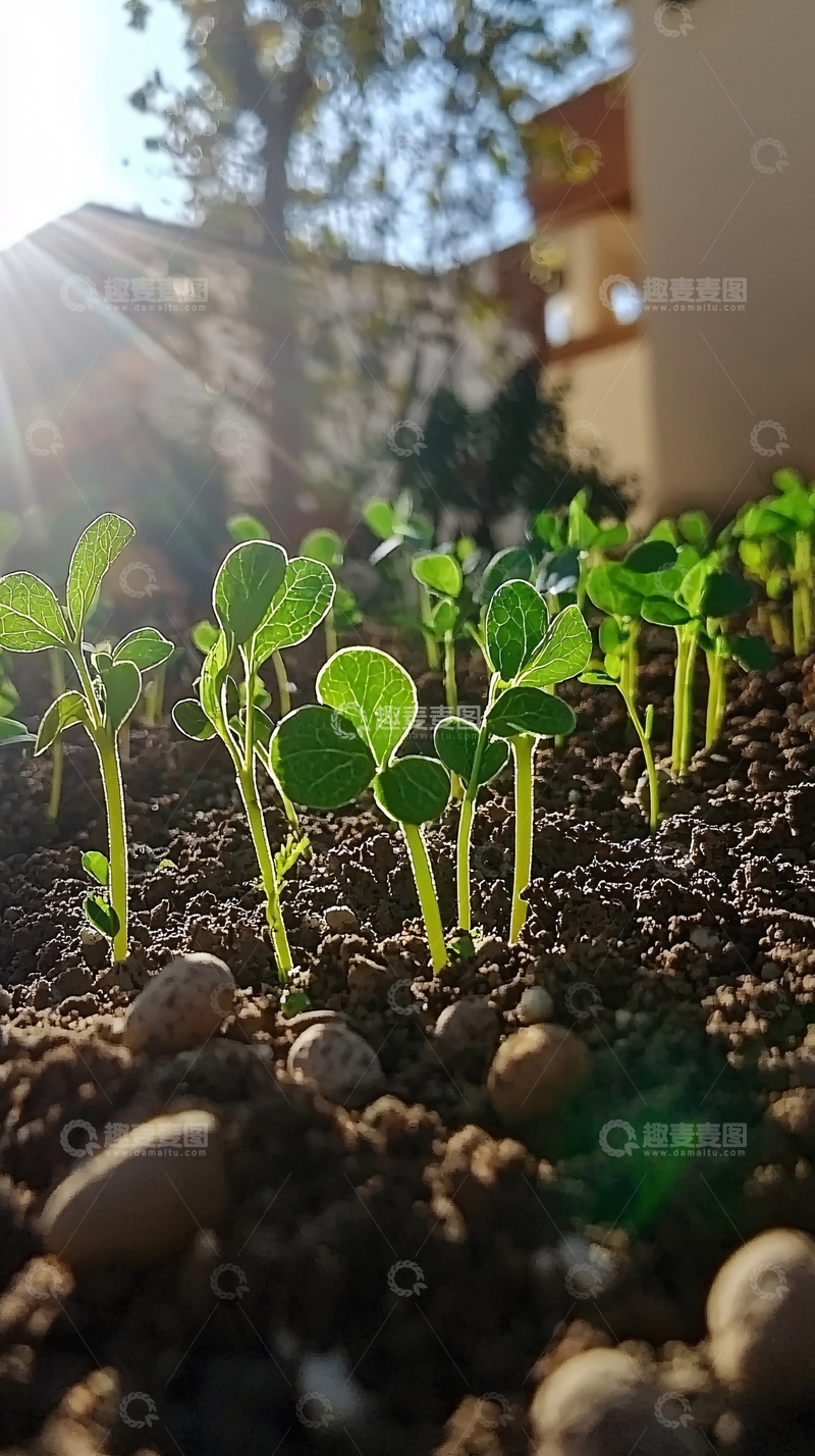 高清大图下载【趣麦麦图】阳光下破土而出的幼苗