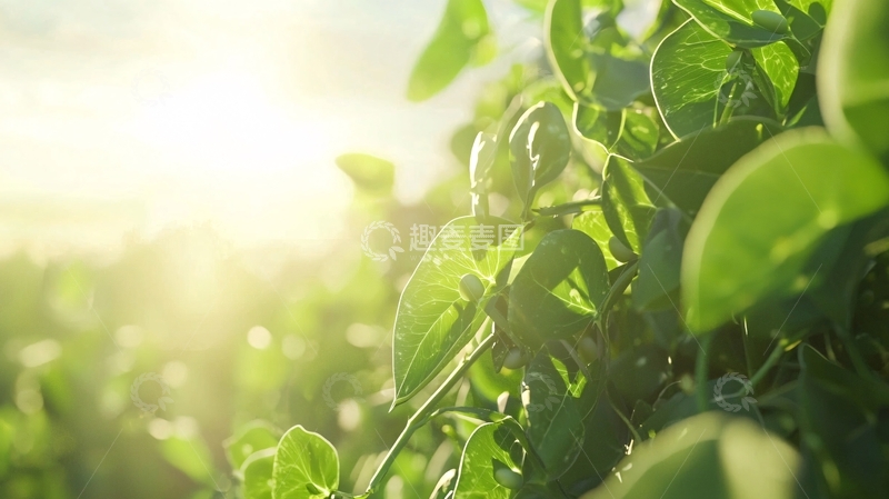 高清大图下载【趣麦麦图】阳光下的绿叶