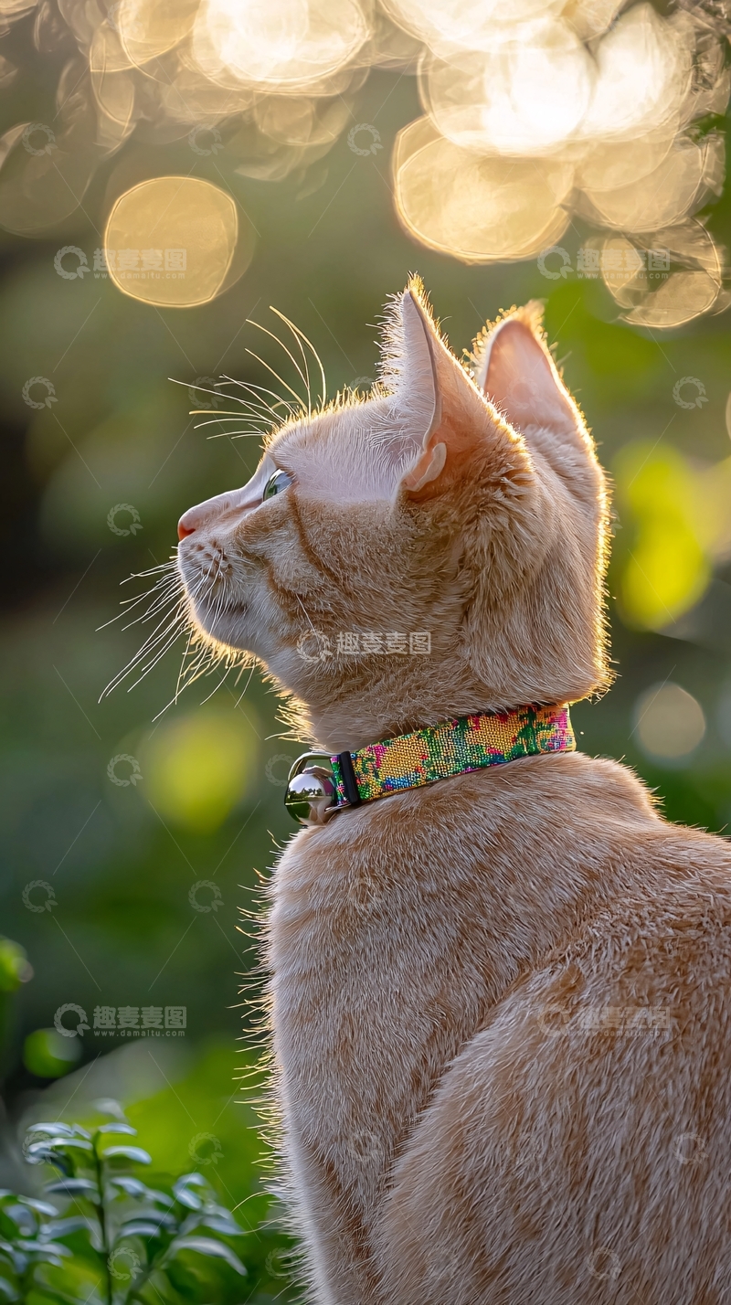 高清大图下载【趣麦麦图】猫咪侧身凝视远方