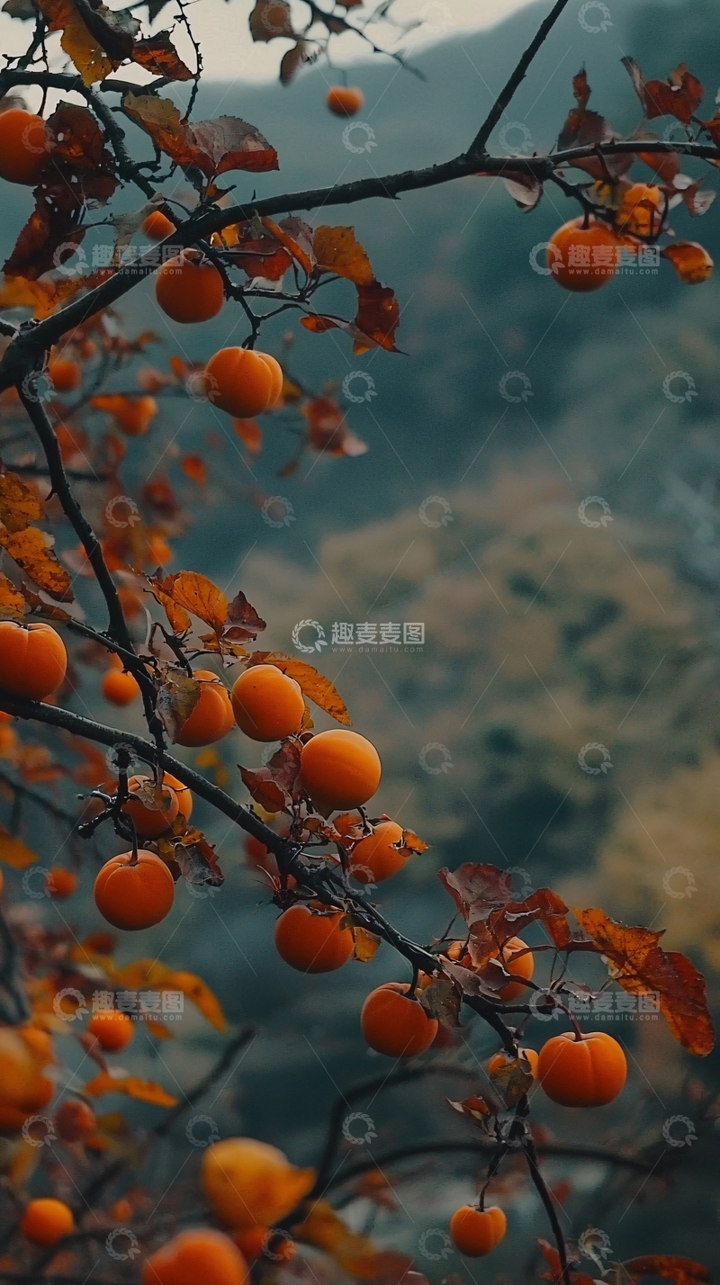 高清大图下载【趣麦麦图】秋日枝头橙色果实