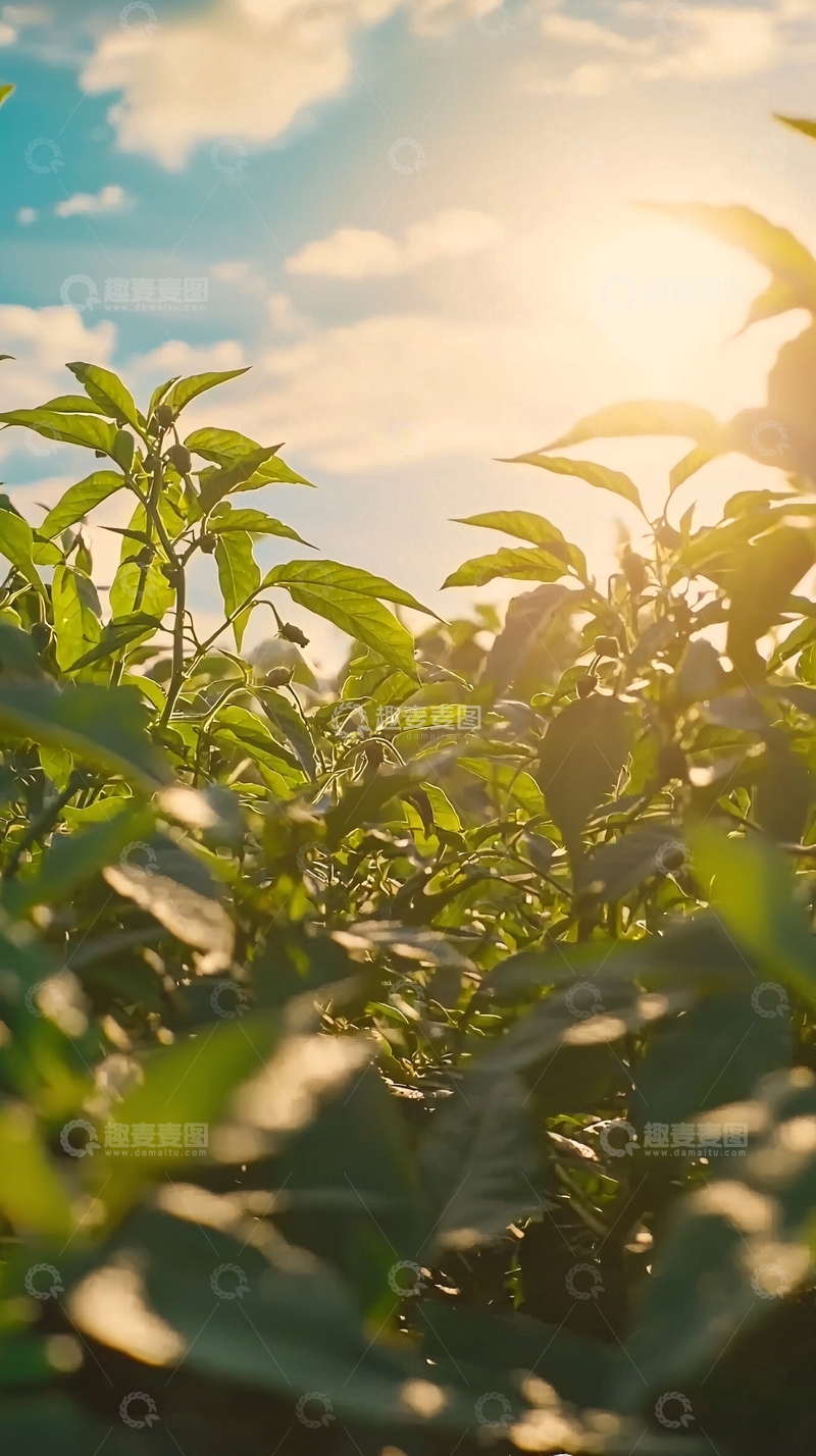 高清大图下载【趣麦麦图】阳光透过绿叶