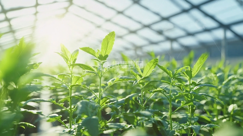 高清大图下载【趣麦麦图】阳光下温室里的绿色幼苗