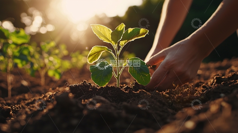 高清大图下载【趣麦麦图】种植幼苗的双手