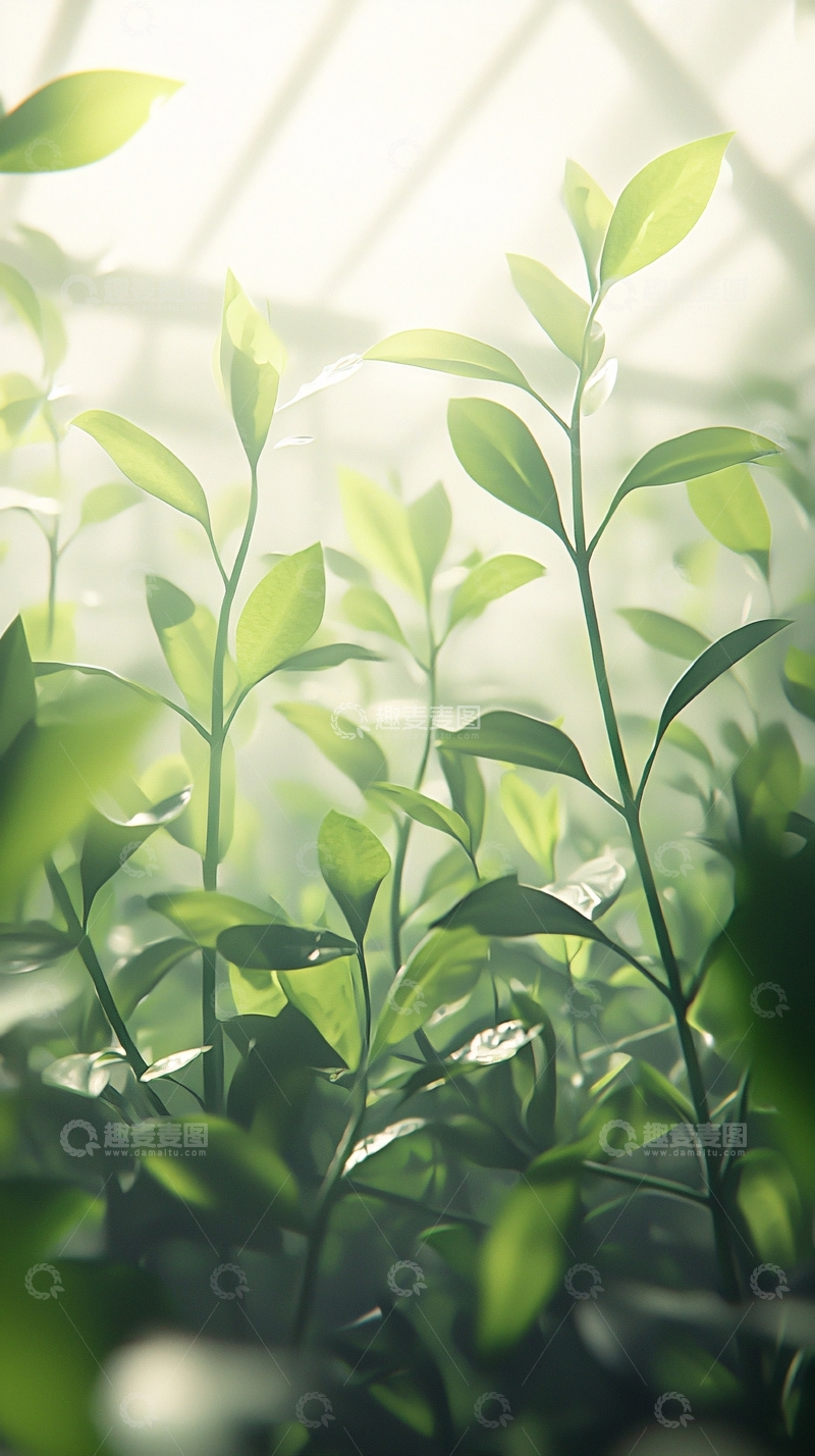 高清大图下载【趣麦麦图】阳光透过玻璃照射绿叶