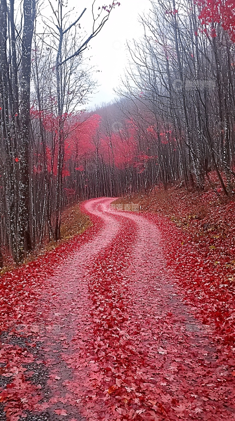 高清大图下载【趣麦麦图】秋日红叶覆盖小路