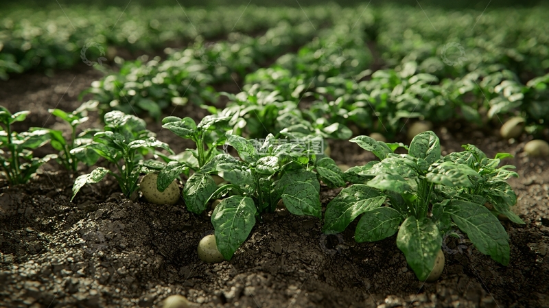 高清大图下载【趣麦麦图】土豆田