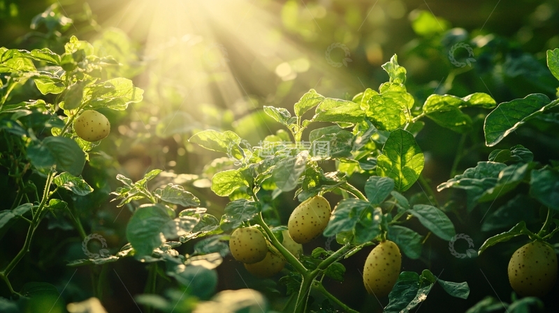 高清大图下载【趣麦麦图】-阳光照射下的土豆田