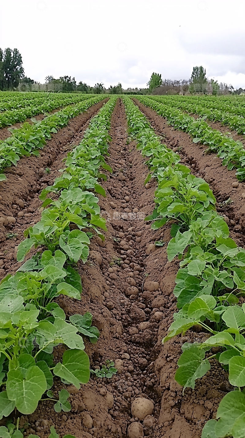 高清大图下载【趣麦麦图】田间成排的绿色植物