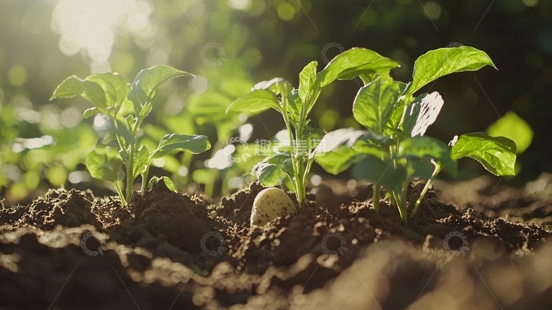 高清大图下载【趣麦麦图】阳光下的土豆幼苗