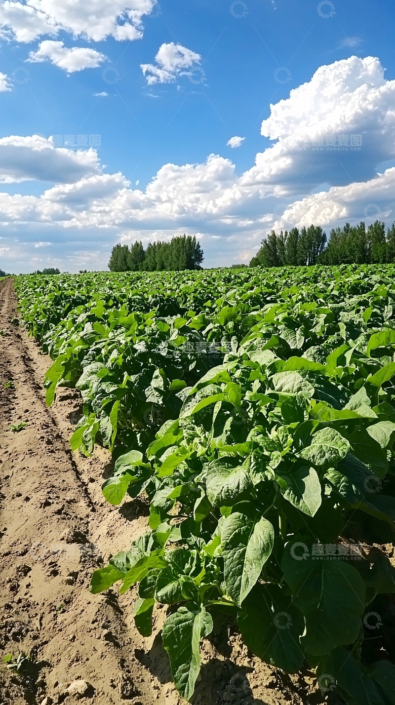 高清大图下载【趣麦麦图】阳光下的土豆田