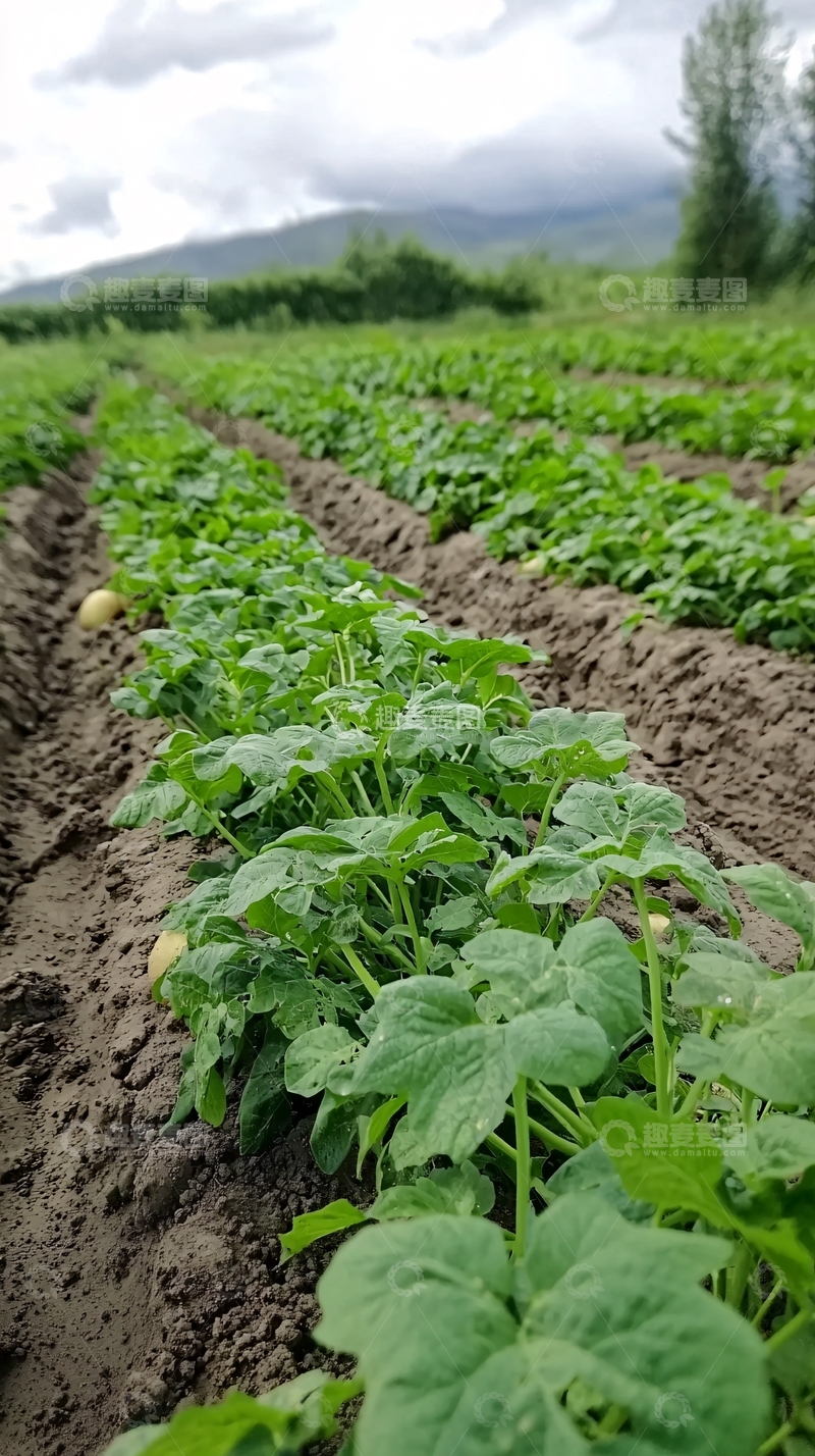 高清大图下载【趣麦麦图】土豆田地