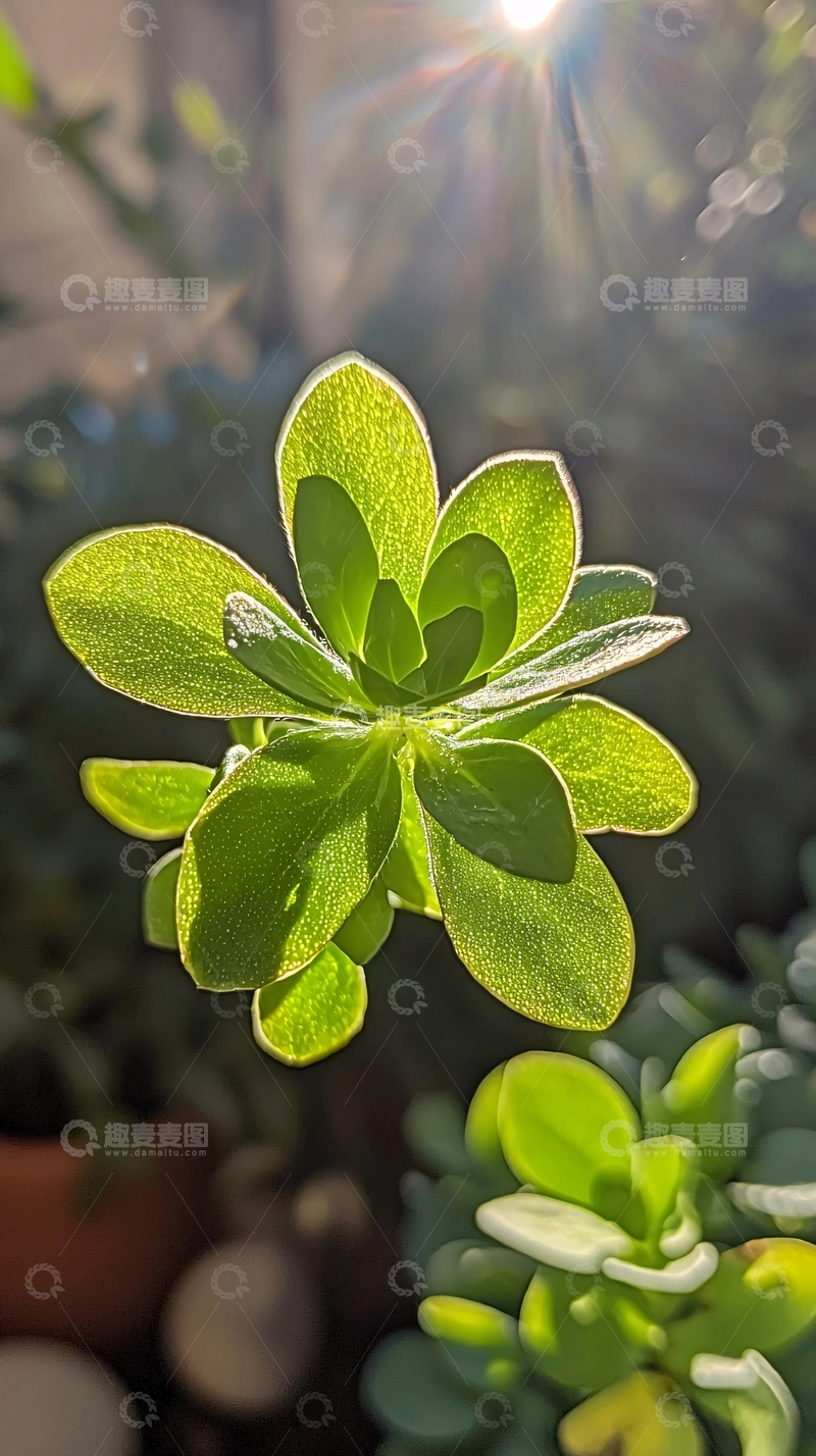 高清大图下载【趣麦麦图】阳光下的绿植特写
