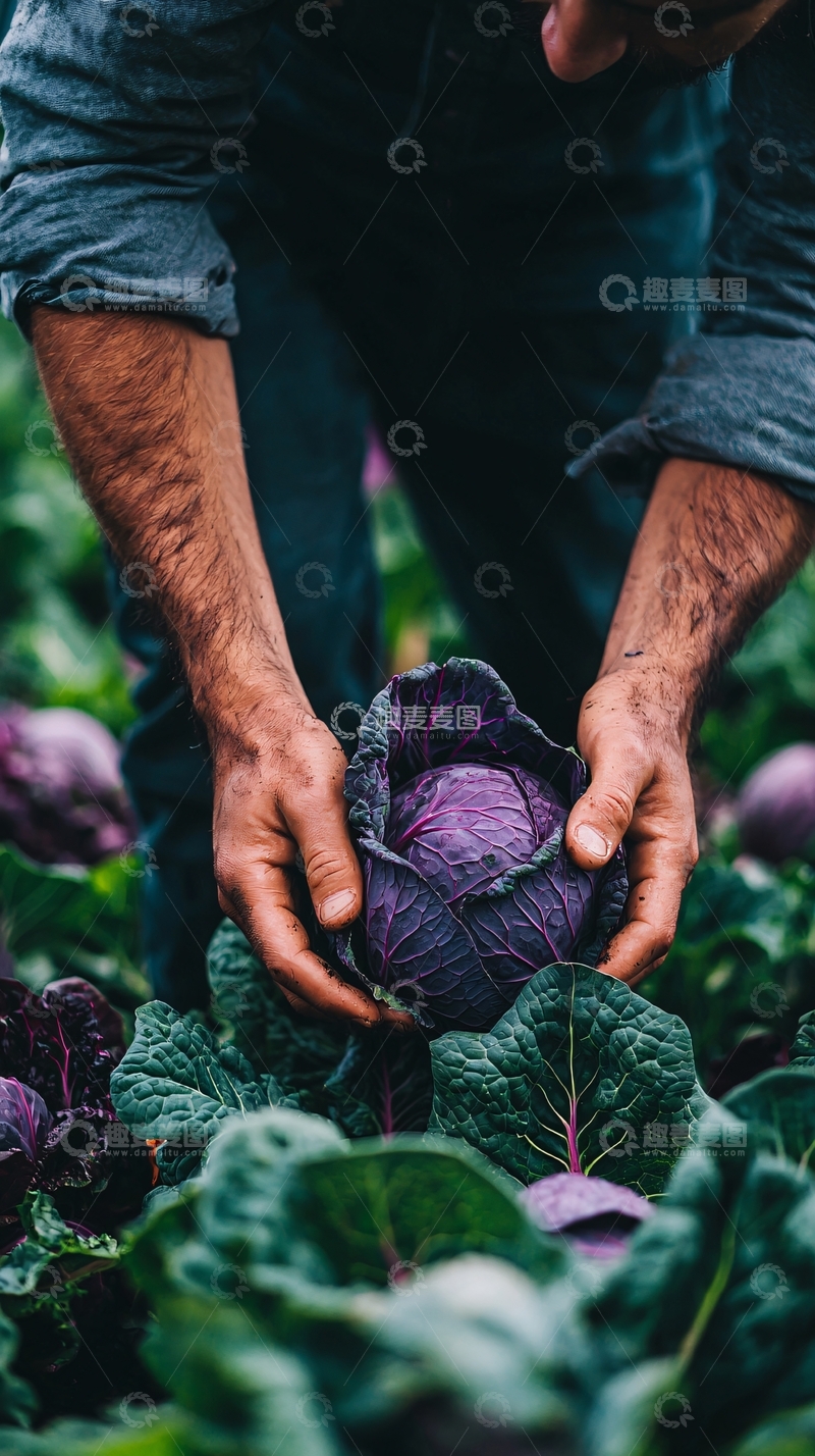 高清大图下载【趣麦麦图】农民采摘紫甘蓝
