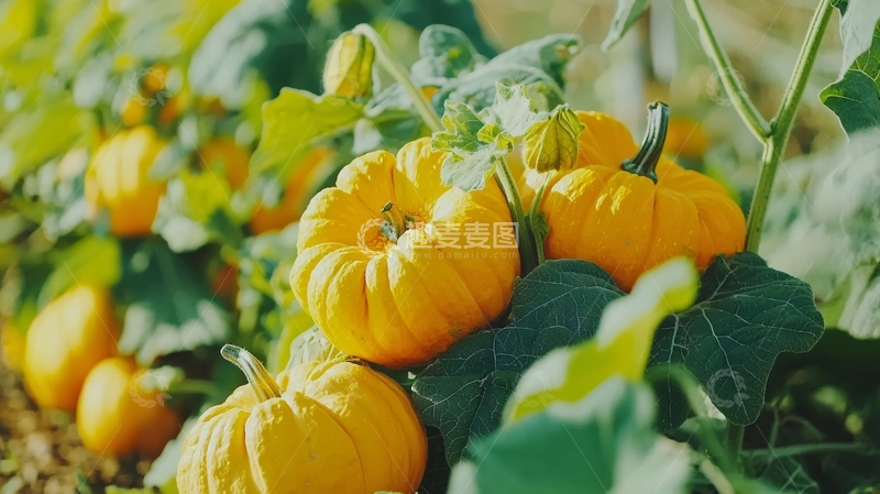 高清大图下载【趣麦麦图】南瓜藤上成熟的南瓜