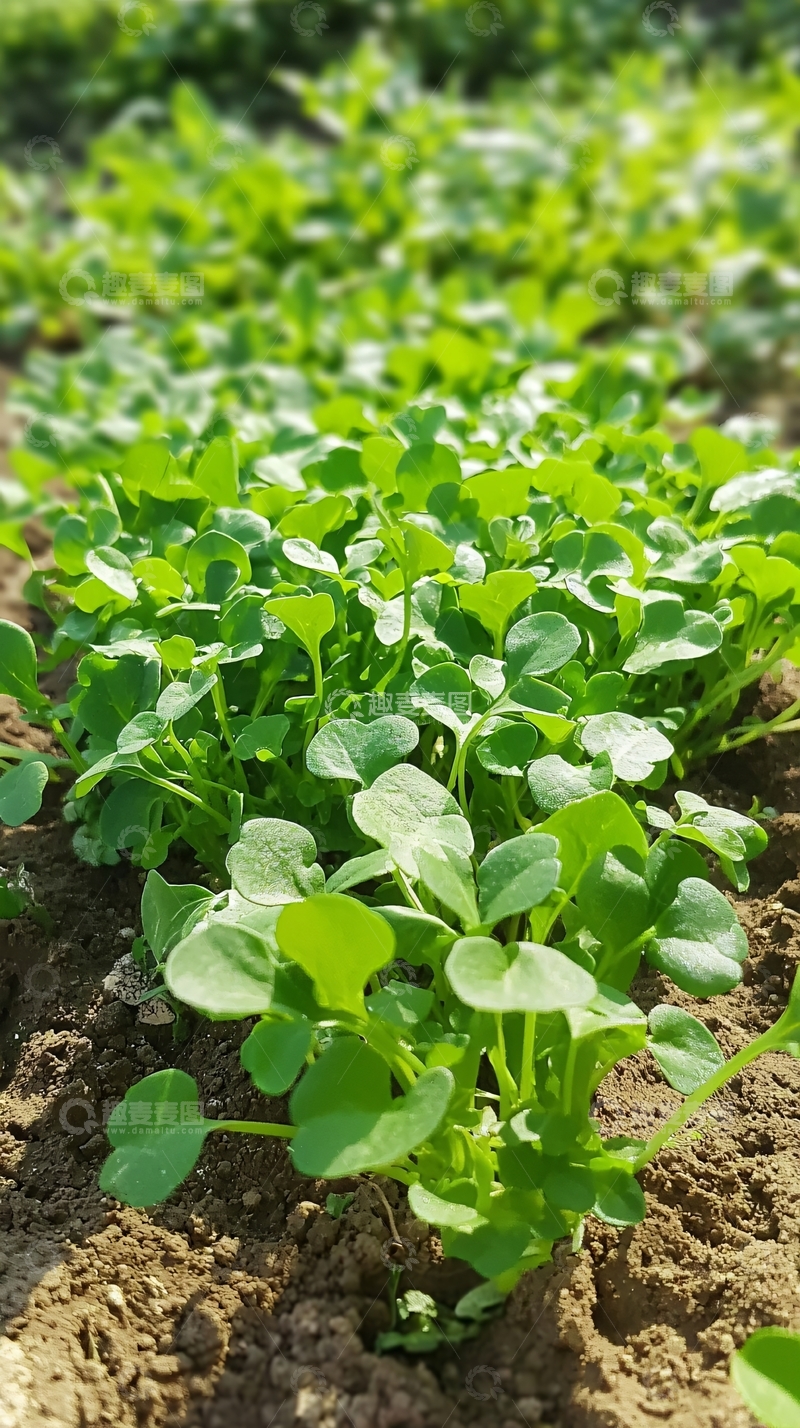 高清大图下载【趣麦麦图】绿油油的幼苗在田地里生长