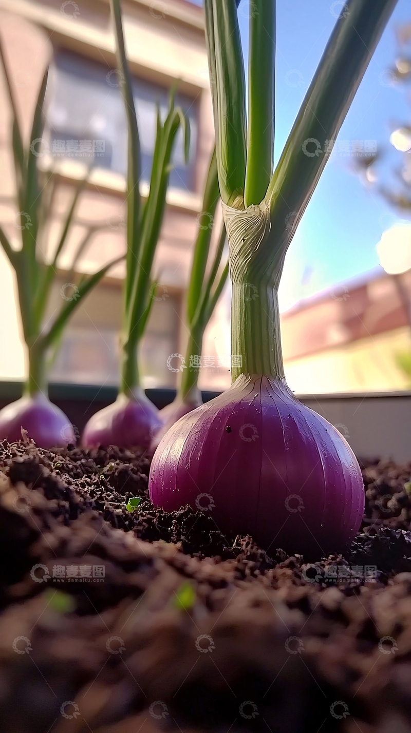 高清大图下载【趣麦麦图】盆栽红葱头特写