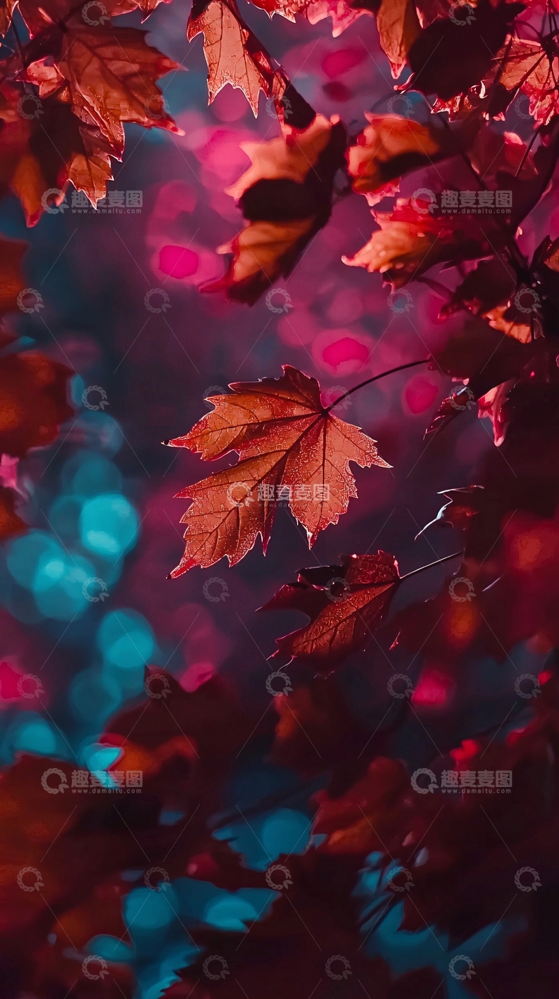 高清大图下载【趣麦麦图】红枫叶