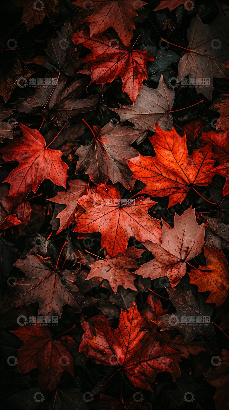 高清大图下载【趣麦麦图】秋季枫叶