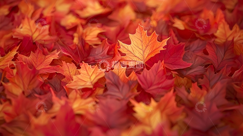 高清大图下载【趣麦麦图】秋天的红叶堆积