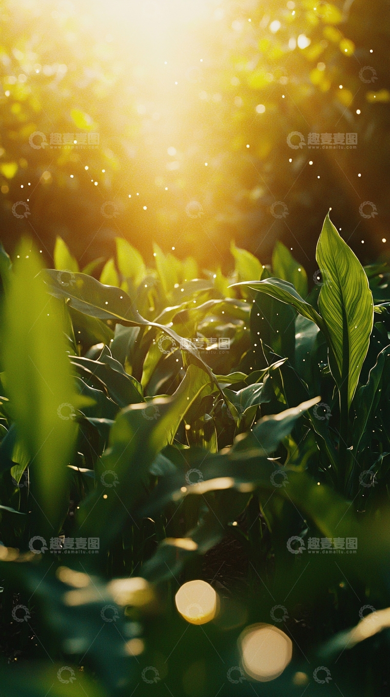 高清大图下载【趣麦麦图】阳光洒在绿叶上