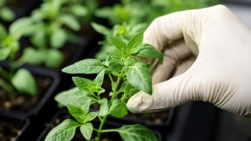 戴手套的手拿着幼苗