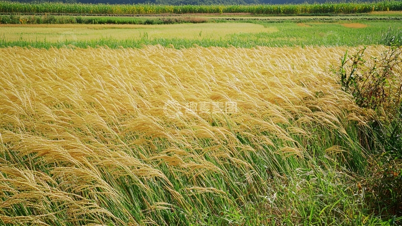 高清大图下载【趣麦麦图】金黄稻田微风轻拂