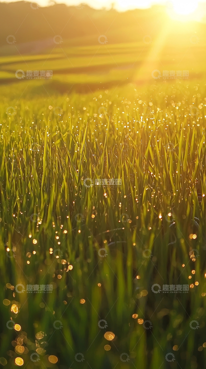 高清大图下载【趣麦麦图】清晨阳光下的露水稻田