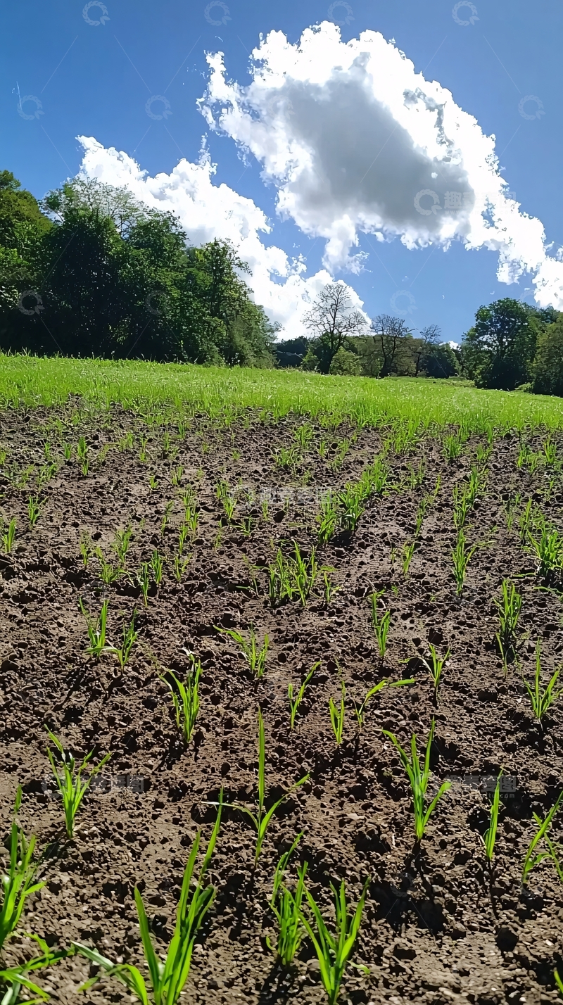 高清大图下载【趣麦麦图】田野里的新芽